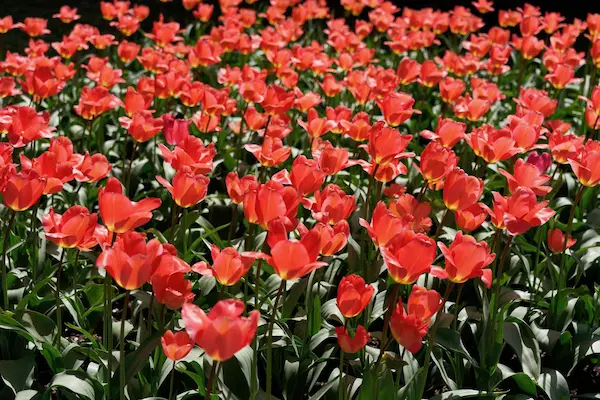 Tulip Top Gardens (31)